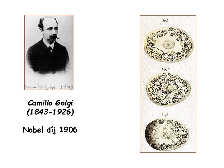 Camillo Golgi (1843 -1926) Nobel díj 1906 