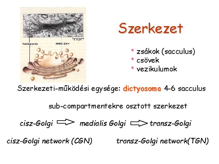 Szerkezet • zsákok (sacculus) • csövek • vezikulumok Szerkezeti-működési egysége: dictyosoma 4 -6 sacculus