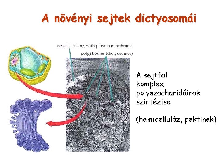 A növényi sejtek dictyosomái A sejtfal komplex polyszacharidáinak szintézise (hemicellulóz, pektinek) 