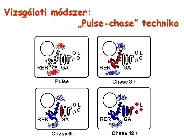 Vizsgálati módszer: „Pulse-chase” technika 