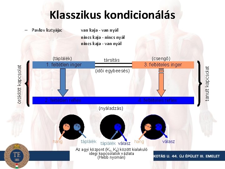 Klasszikus kondicionálás van kaja - van nyál nincs kaja - nincs nyál nincs kaja