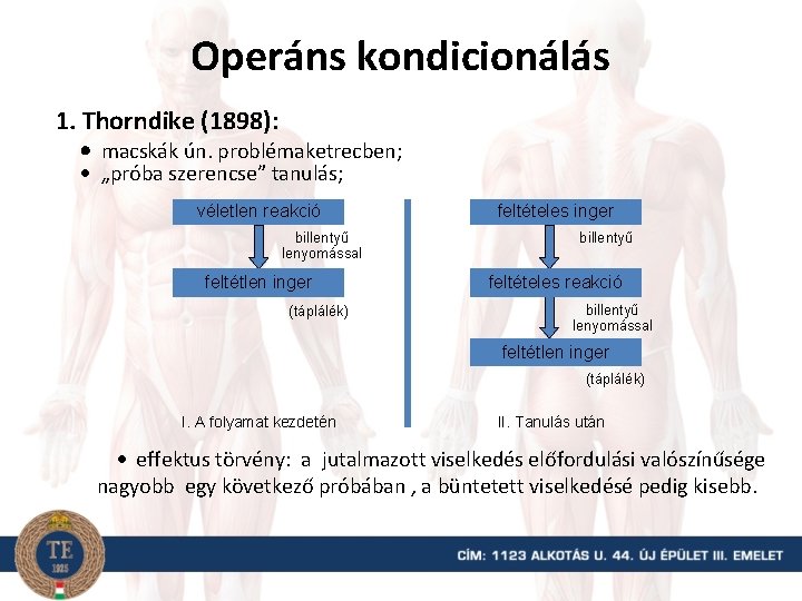 Operáns kondicionálás 1. Thorndike (1898): macskák ún. problémaketrecben; „próba szerencse” tanulás; véletlen reakció billentyű