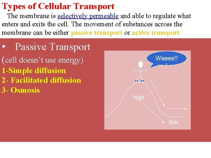 Types of Cellular Transport The membrane is selectively permeable and able to regulate what