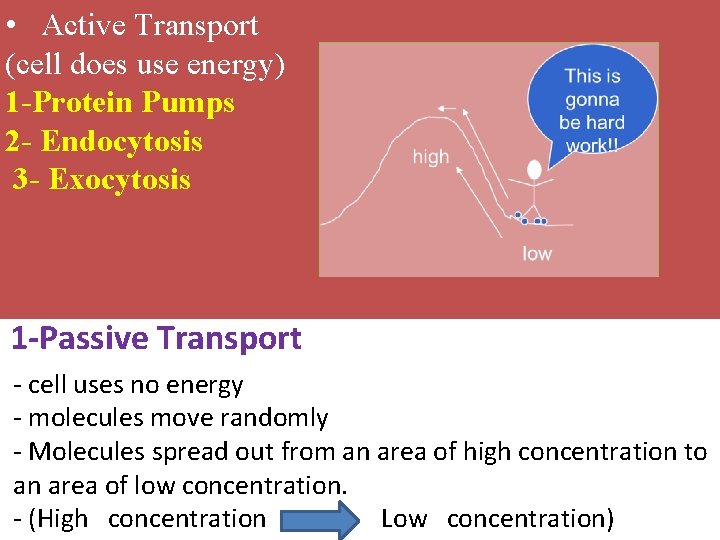  • Active Transport (cell does use energy) 1 -Protein Pumps 2 - Endocytosis