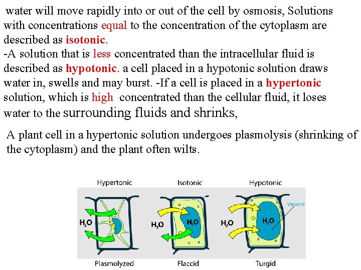water will move rapidly into or out of the cell by osmosis, Solutions with