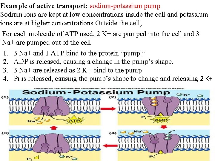 Example of active transport: sodium-potassium pump Sodium ions are kept at low concentrations inside