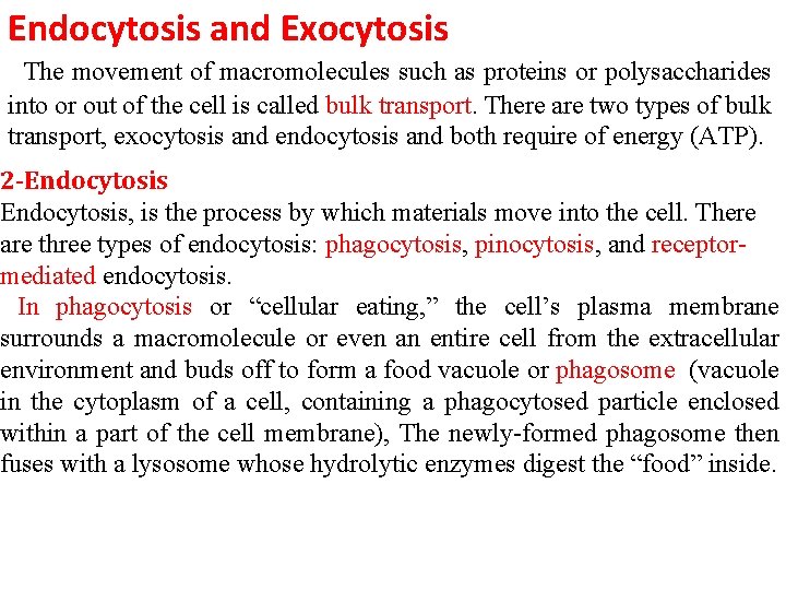 Endocytosis and Exocytosis The movement of macromolecules such as proteins or polysaccharides into or