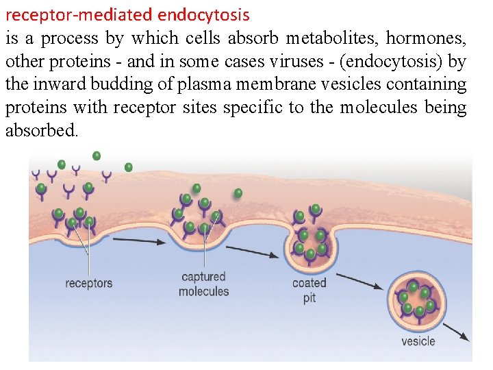 receptor-mediated endocytosis is a process by which cells absorb metabolites, hormones, other proteins -