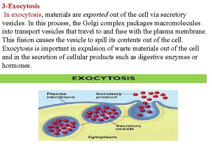 3 -Exocytosis In exocytosis, materials are exported out of the cell via secretory vesicles.