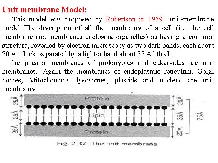 Unit membrane Model: This model was proposed by Robertson in 1959. unit-membrane model The