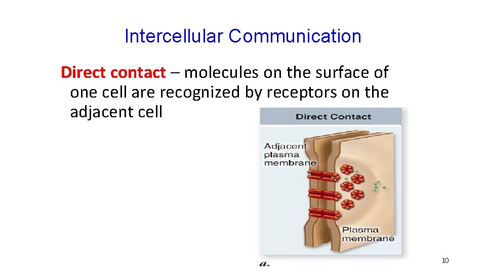 Intercellular Communication Direct contact – molecules on the surface of one cell are recognized