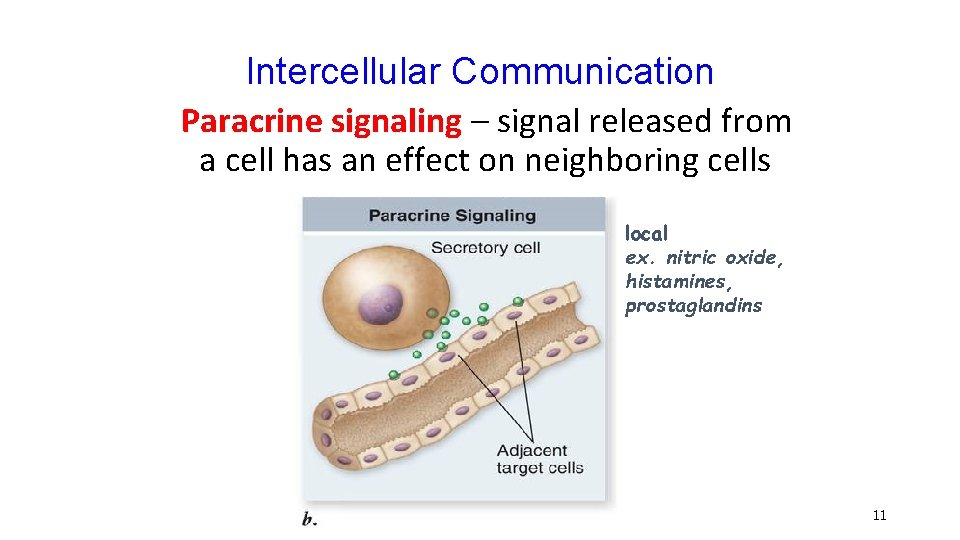 Intercellular Communication Paracrine signaling – signal released from a cell has an effect on