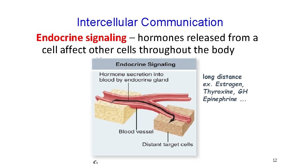 Intercellular Communication Endocrine signaling – hormones released from a cell affect other cells throughout