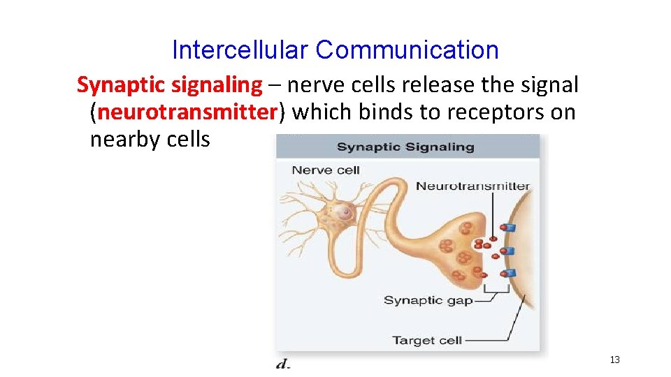Intercellular Communication Synaptic signaling – nerve cells release the signal (neurotransmitter) which binds to