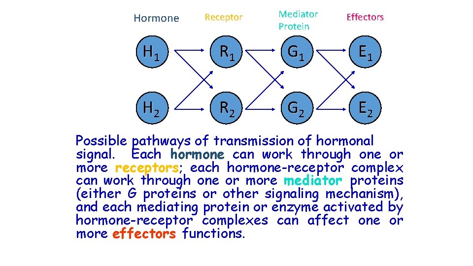 Hormone Range of possible pathways Receptor Mediator Protein Effectors H 1 R 1 G