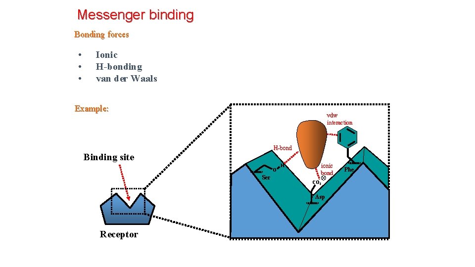 Messenger binding Bonding forces • • • Ionic H-bonding van der Waals Example: vdw