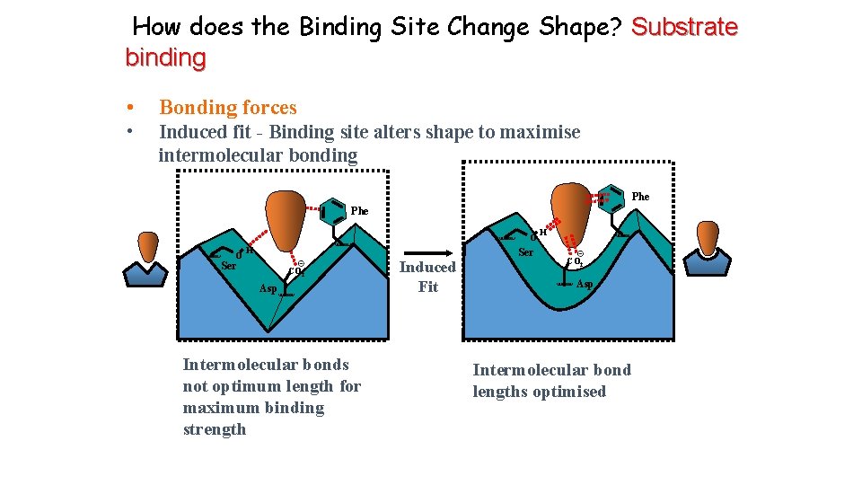 How does the Binding Site Change Shape? Substrate binding • Bonding forces • Induced