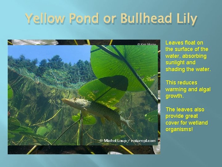 Yellow Pond or Bullhead Lily Leaves float on the surface of the water, absorbing
