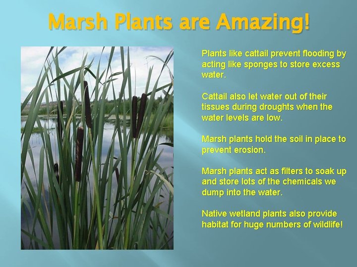 Marsh Plants are Amazing! Plants like cattail prevent flooding by acting like sponges to