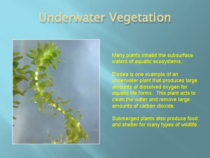 Underwater Vegetation Many plants inhabit the subsurface waters of aquatic ecosystems. Elodea is one