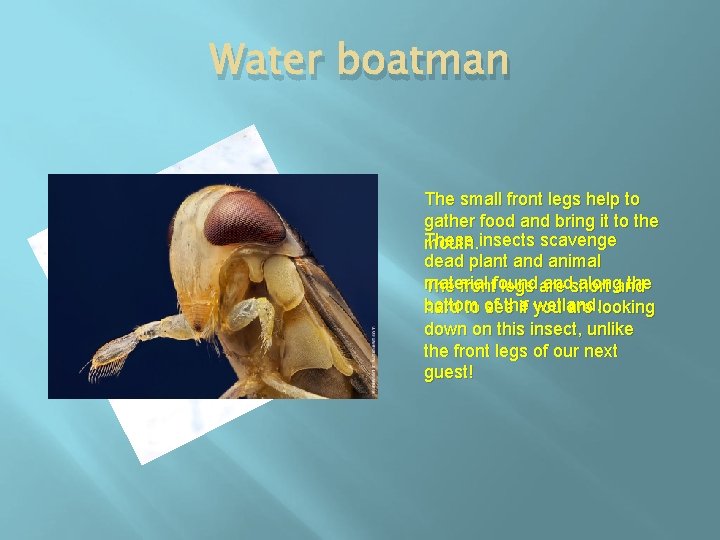 Water boatman The small front legs help to gather food and bring it to