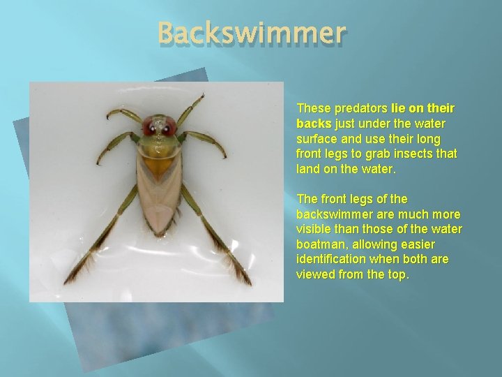 Backswimmer These predators lie on their backs just under the water surface and use