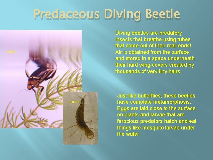 Predaceous Diving Beetle Diving beetles are predatory insects that breathe using tubes that come