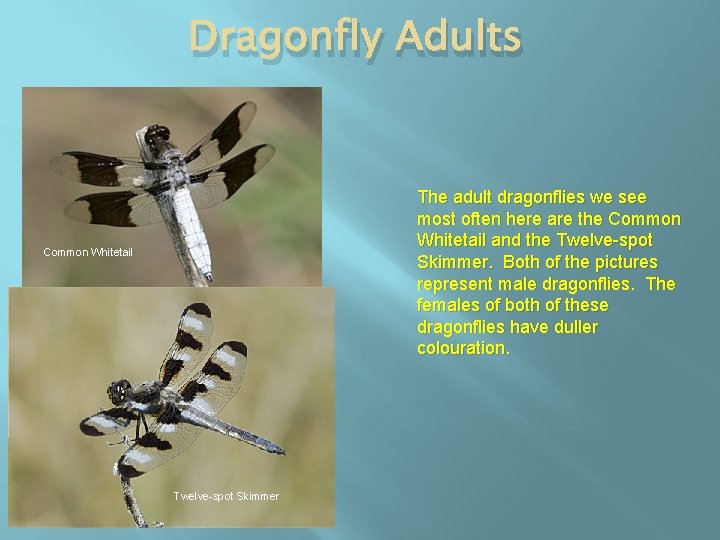 Dragonfly Adults The adult dragonflies we see most often here are the Common Whitetail