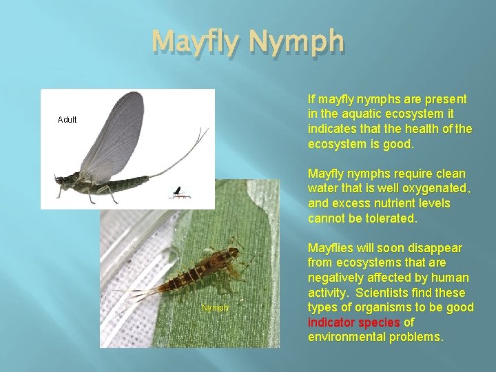 Mayfly Nymph If mayfly nymphs are present in the aquatic ecosystem it indicates that