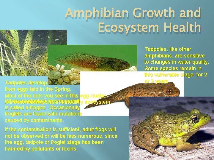 Amphibian Growth and Ecosystem Health Tadpoles develop from eggs laid in the Spring. Most