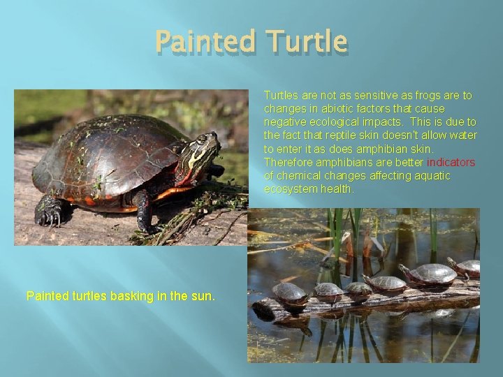 Painted Turtles are not as sensitive as frogs are to changes in abiotic factors