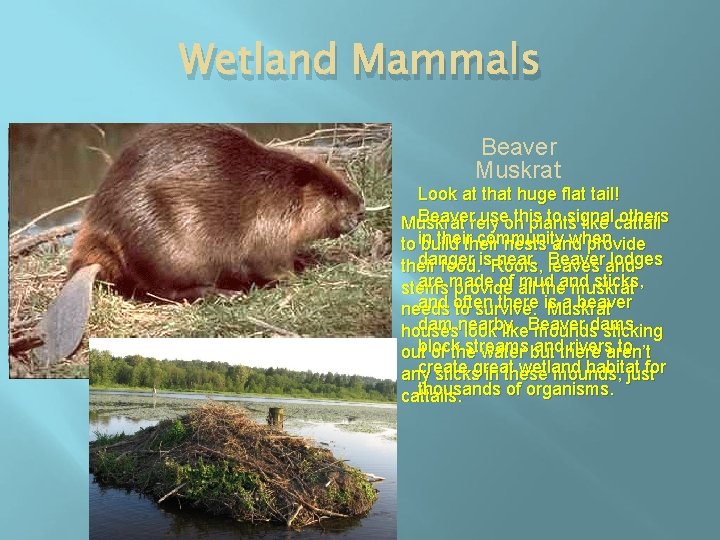 Wetland Mammals Beaver Muskrat Look at that huge flat tail! Beaverrely useon this to
