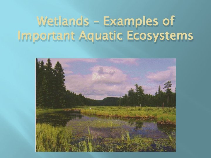Wetlands – Examples of Important Aquatic Ecosystems 