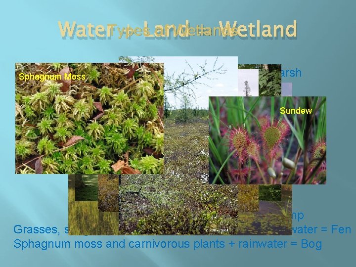 of Wetlands Water. Types + Land = Wetland Cattails, Sphagnum Moss reeds and sedges