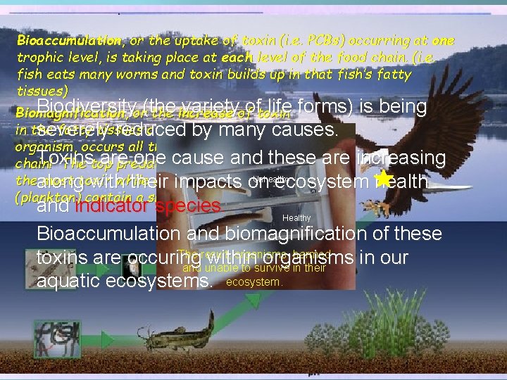 Challenges Facing Our Wetlands Bioaccumulation, or the uptake of toxin (i. e. PCBs) occurring