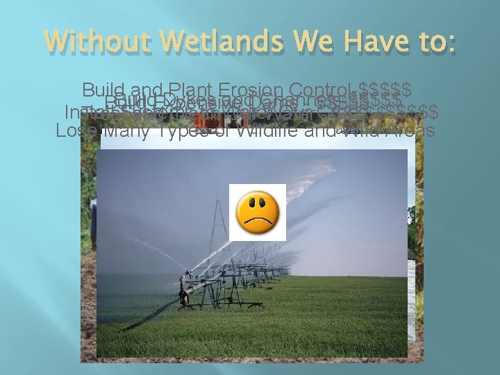 Without Wetlands We Have to: Build and Plant Erosion Control-$$$$$ Build. Expensive Dykes and.
