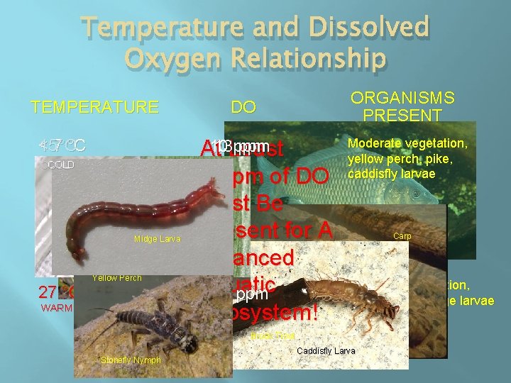 Temperature and Dissolved Oxygen Relationship TEMPERATURE < 7 °C 15°C 10 ppm 13 Least