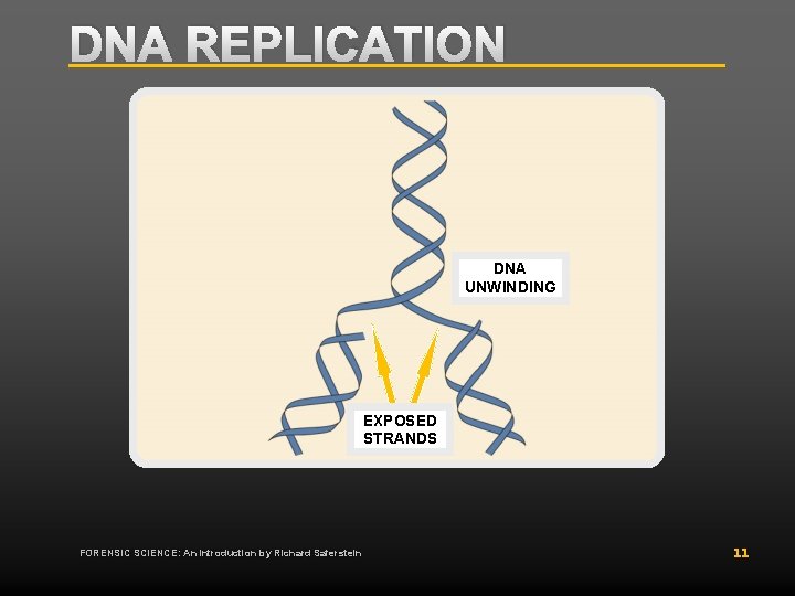 DNA REPLICATION DNA UNWINDING EXPOSED STRANDS FORENSIC SCIENCE: An Introduction by Richard Saferstein 11 DNA REPLICATION DNA UNWINDING EXPOSED STRANDS FORENSIC SCIENCE: An Introduction by Richard Saferstein 11