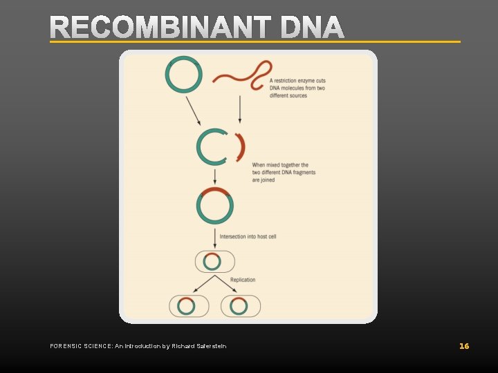 RECOMBINANT DNA FORENSIC SCIENCE: An Introduction by Richard Saferstein 16 RECOMBINANT DNA FORENSIC SCIENCE: An Introduction by Richard Saferstein 16