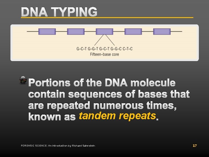 DNA TYPING Portions of the DNA molecule contain sequences of bases that are repeated DNA TYPING Portions of the DNA molecule contain sequences of bases that are repeated