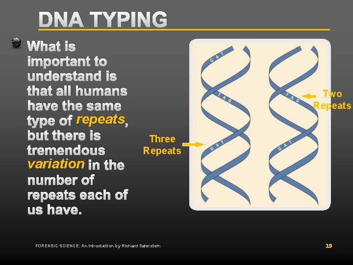 DNA TYPING What is important to understand is that all humans have the same DNA TYPING What is important to understand is that all humans have the same
