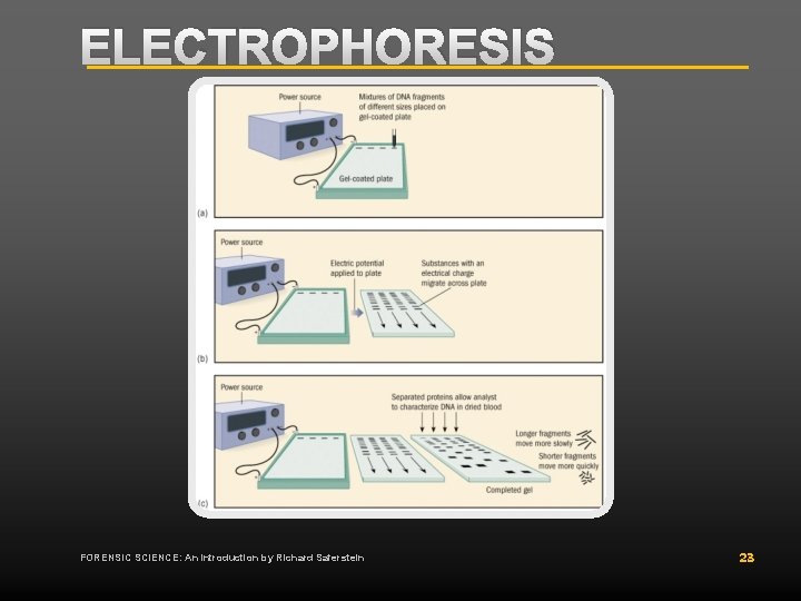 ELECTROPHORESIS FORENSIC SCIENCE: An Introduction by Richard Saferstein 23 ELECTROPHORESIS FORENSIC SCIENCE: An Introduction by Richard Saferstein 23