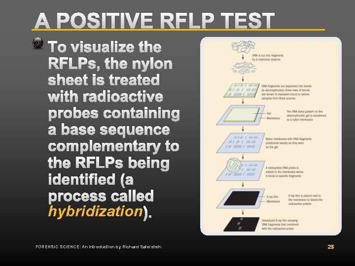 A POSITIVE RFLP TEST To visualize the RFLPs, the nylon sheet is treated with A POSITIVE RFLP TEST To visualize the RFLPs, the nylon sheet is treated with