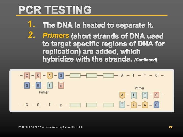 PCR TESTING 1. 2. The DNA is heated to separate it. Primers (short strands PCR TESTING 1. 2. The DNA is heated to separate it. Primers (short strands