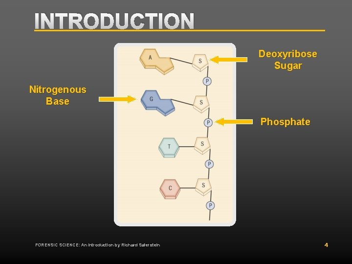 INTRODUCTION Deoxyribose Sugar Nitrogenous Base Phosphate FORENSIC SCIENCE: An Introduction by Richard Saferstein 4 INTRODUCTION Deoxyribose Sugar Nitrogenous Base Phosphate FORENSIC SCIENCE: An Introduction by Richard Saferstein 4