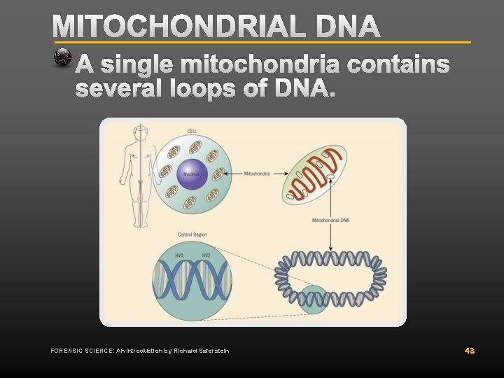 MITOCHONDRIAL DNA A single mitochondria contains several loops of DNA. FORENSIC SCIENCE: An Introduction MITOCHONDRIAL DNA A single mitochondria contains several loops of DNA. FORENSIC SCIENCE: An Introduction
