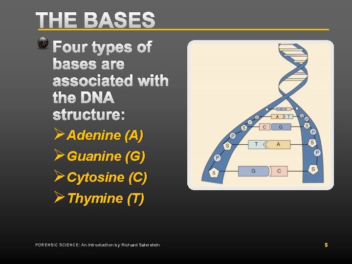 THE BASES Four types of bases are associated with the DNA structure: ØAdenine (A) THE BASES Four types of bases are associated with the DNA structure: ØAdenine (A)