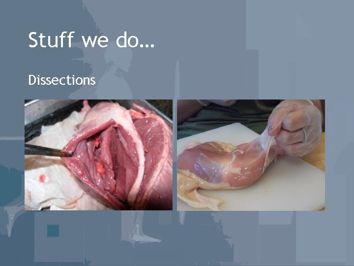 Stuff we do… Dissections 