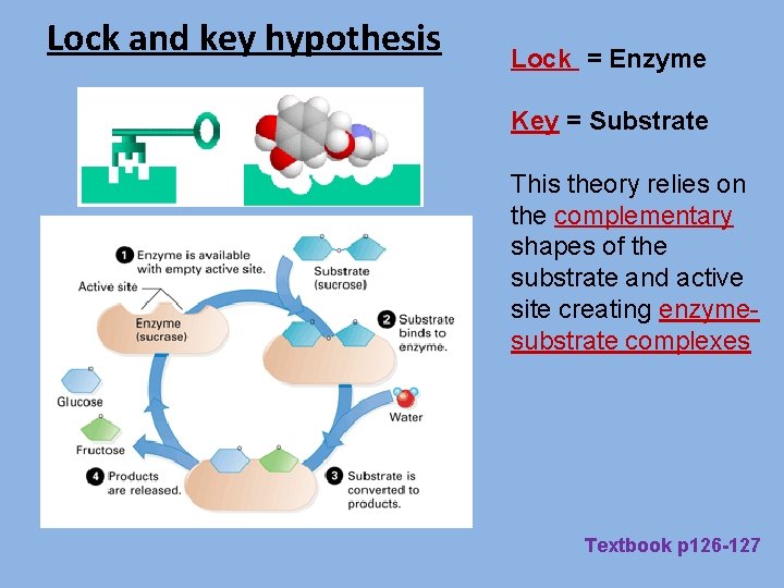 Lock and key hypothesis Lock = Enzyme Key = Substrate This theory relies on