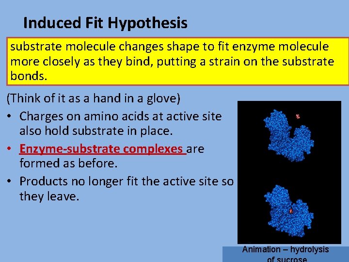 Induced Fit Hypothesis substrate molecule changes shape to fit enzyme molecule more closely as